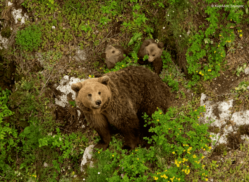 Καστοριά: Αρκούδα “συνελήφθη” κοντά σε περιφραγμένο δάσος