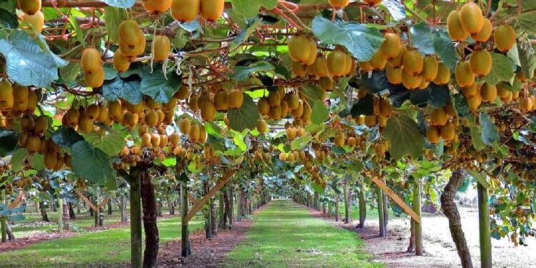 Απειλή ακτινιδιάς από βακτήριο στην Αιτωλοακαρνανία