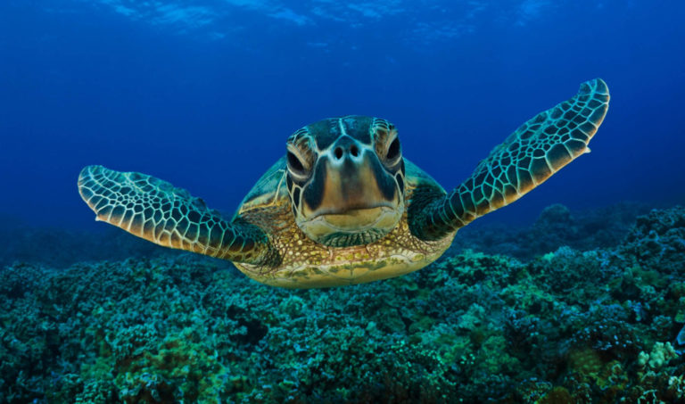Η χελώνα caretta caretta συνεχίζει να επισκέπτεται τις παραλίες της Κρήτης