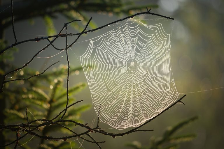 Είναι κάθε ιστός αράχνης μοναδικός;