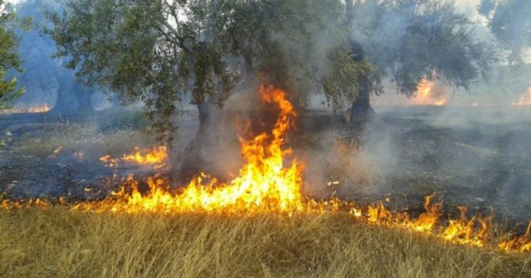 Φωτιά έκαψε 150 στρέμματα αθέριστο σιτάρι στο Αερινό