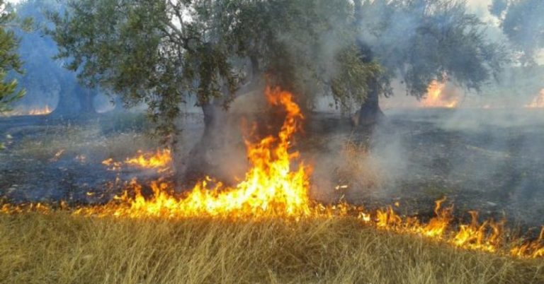 Πυρκαγιά κοντά στο Kάστρο Βοιωτίας