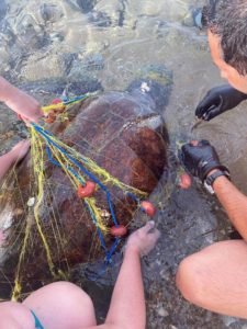 Σητεία: Έσωσαν χελώνα Καρέτα – Καρέτα που είχε μπλεχτεί σε δίχτυα