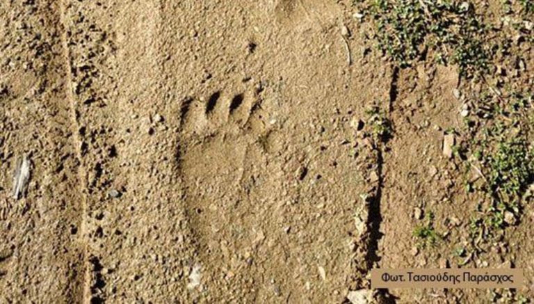 Παρουσία αρκούδας στο Παγγαίο μετά από 60 χρόνια