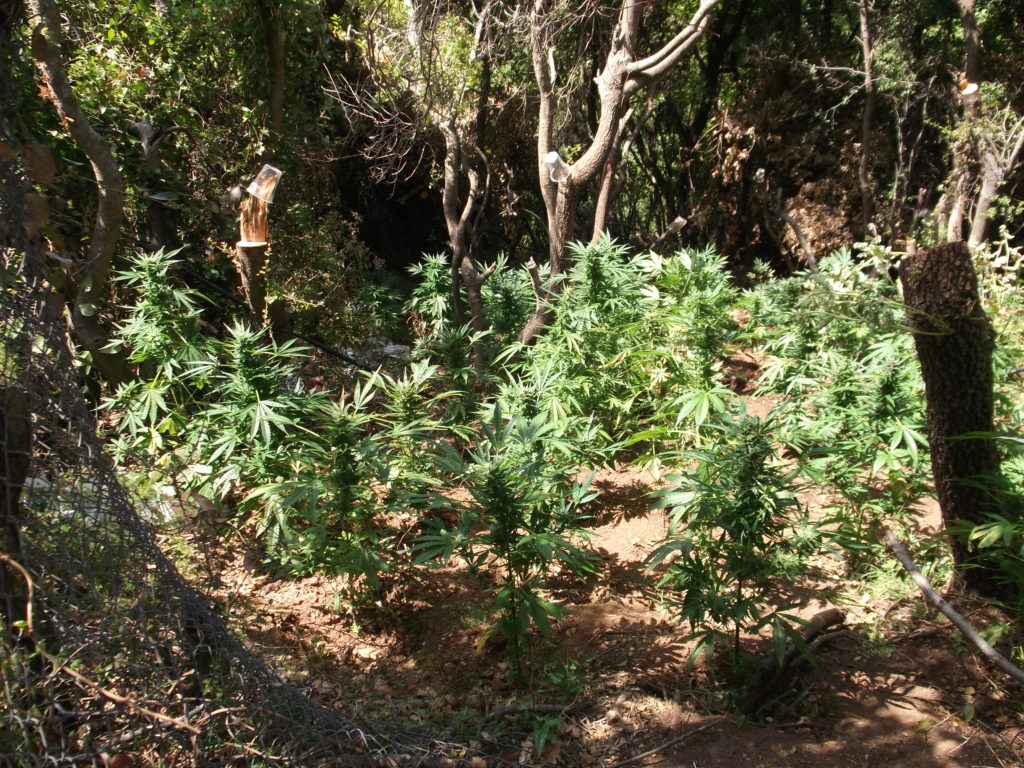 Ρέθυμνο: Φυτεία 157 δενδρυλλίων κάνναβης στον Δήμο Μυλοποτάμου