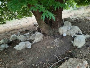 Χανιά: Κεραυνός σκότωσε 30 πρόβατα στην Ασή Γωνιά