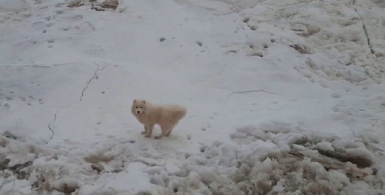 Παγοθραυστικό διέσωσε σκύλο που είχε χαθεί στην Αρκτική (video)
