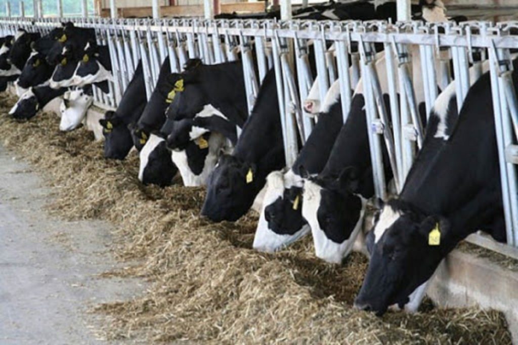 ΟΠΕΚΕΠΕ: Ολοκληρώθηκε η διαδικασία υπολογισμού πληρωμής της Συνδεδεμένης Στήριξης στην κτηνοτροφία
