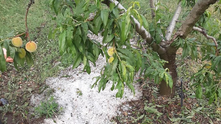 Κοζάνη: Χαλάζι και αέρας κατάστρεψαν οπωρώνες στο Βελβεντό