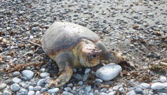 Ρέθυμνο: Βρήκαν νεκρή χελώνα στο Δαμνόνι