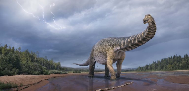 Ο νέος δεινόσαυρος «Αυστραλοτιτάν» είχε μήκος όσο ένα γήπεδο μπάσκετ και ύψος δύο ορόφων