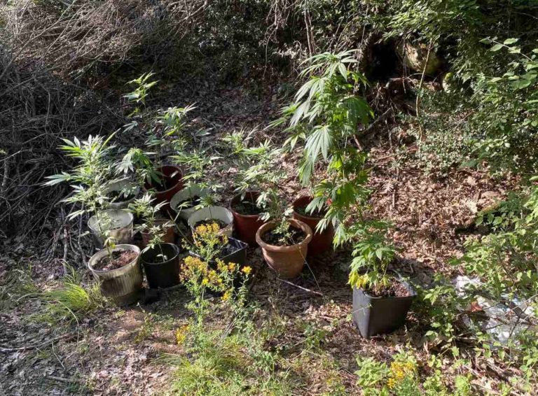 Καλλιεργούσε 14 δενδρύλλια κάνναβης σε δασική έκταση