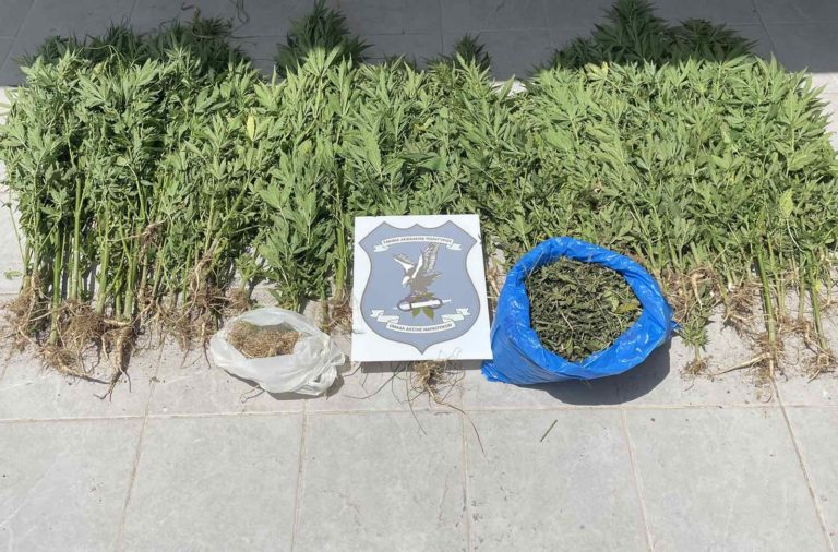 Χαλκιδική: Καλλιεργούσε κάνναβη σε δύσβατο σημείο κοντά στο σπίτι του