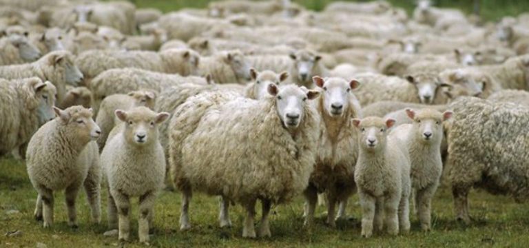 Αποζημιώσεις σε 32 κτηνοτρόφους της Λέσβου για την απώλεια των κοπαδιών τους – Ευχαριστίες στον Χαρ. Αθανασίου