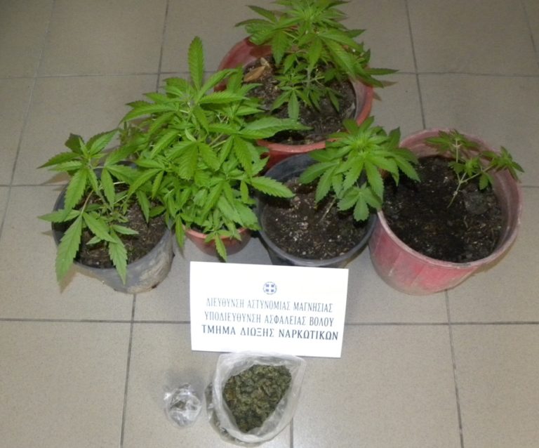 Συνελήφθη για καλλιέργεια χασίς στην αυλή του σπιτιού του