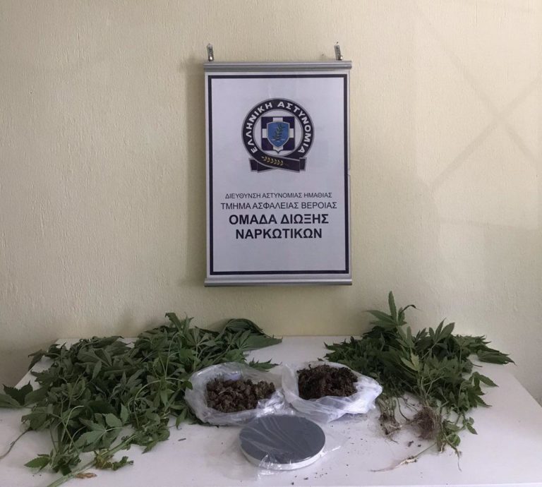 Ημαθία: Καλλιεργούσε στην αυλή του 34 δενδρύλλια κάνναβης