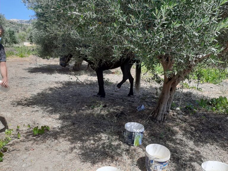 Ηράκλειο: Σύλληψη και πρόστιμο 33.000 ευρώ για κακοποίηση αλόγου