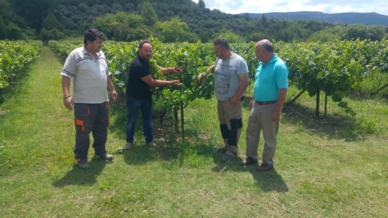 Χαλάζι κατέστρεψε κηπευτικά ελιές και καρπούζια