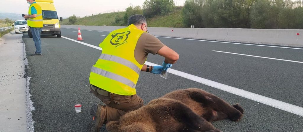 Εγνατία οδός: Τροχαίο με αρκούδα κάτω από προειδοποιητική πινακίδα για “πέρασμα αρκούδων”