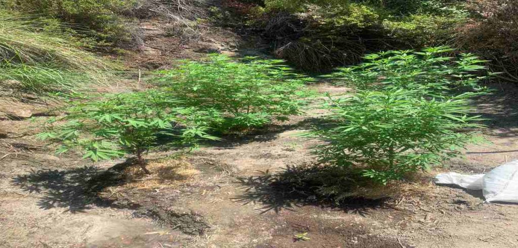 Δυο συλλήψεις για καλλιέργεια δενδρυλλίων κάνναβης σε χωριό της Ρόδου