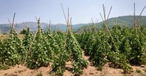 Eordaialive.com - Τα Νέα της Πτολεμαΐδας, Εορδαίας, Κοζάνης Καστοριά: Στους 40,5 ℃ το θερμόμετρο – Σε απόγνωση οι αγρότες