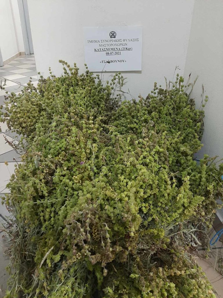 Ιωάννινα: Συνελήφθη αλλοδαπός που είχε συλλέξει παράνομα 21 κιλά τσάϊ βουνού