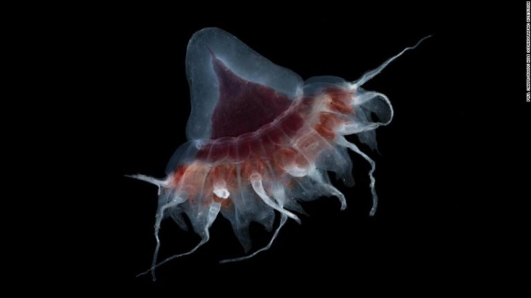 Φωτογραφίες: Αυτός είναι ο έως σήμερα άγνωστος και υπέροχος κόσμος της νυχτερινής ζωής στον ωκεανό