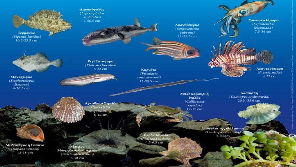 «Αρχιπέλαγος» για εισβολικά είδη: Βοηθήστε μας να καταγράψουμε την εξάπλωσή τους στις θάλασσές μας