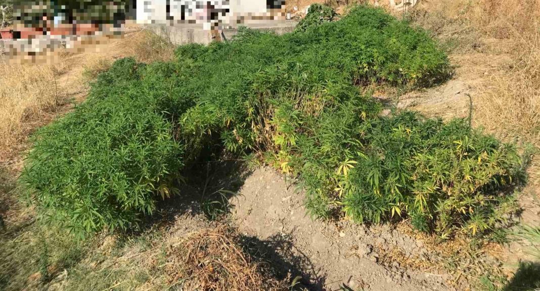 Σάμος: Καλλιεργούσε 144 δενδρύλλια κάνναβης στην αυλή του σπιτιού του Σάμος: Καλλιεργούσε 144 δενδρύλλια κάνναβης στην αυλή του σπιτιού του