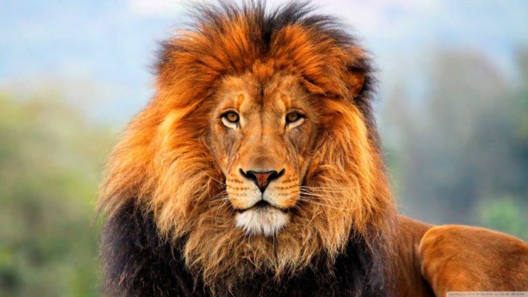 Κένυα: Τον πανικό έσπειρε λιοντάρι που απέδρασε από το εθνικό πάρκο του Ναϊρόμπι