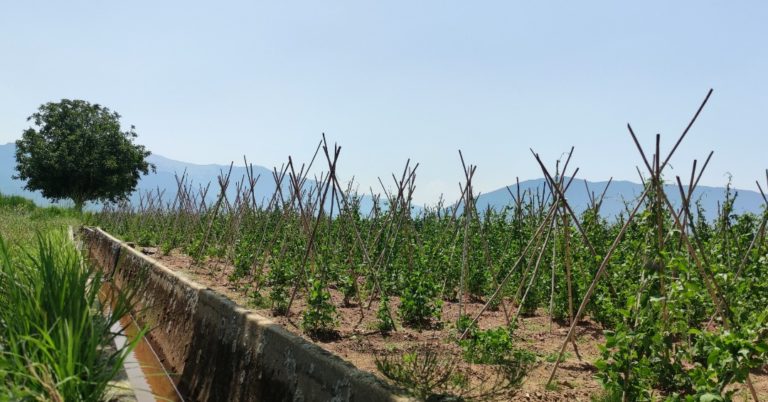 Υπογράφτηκε η σύμβαση για την στάγδην άρδευση της Πρέσπας