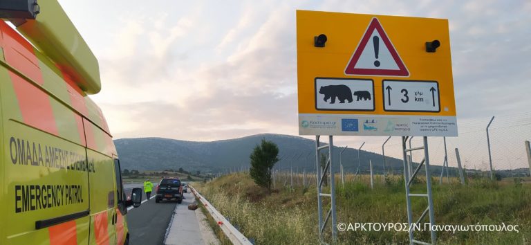 Εγνατία οδός: Επιπλέον μέτρα μετά από τροχαίο με αρκούδα στον κάθετο άξονα Σιάτιστα – Κρυσταλλοπηγή