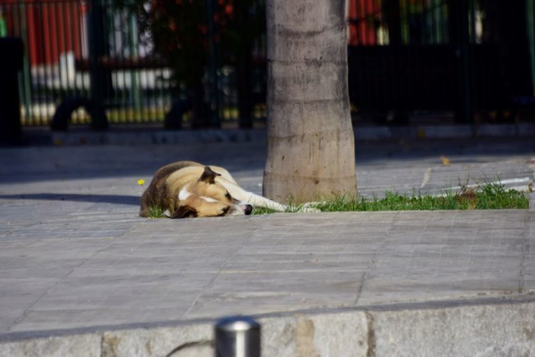 Πρόγραμμα περισυλλογής νεκρών ζώων από την Περιφέρεια Κ. Μακεδονίας