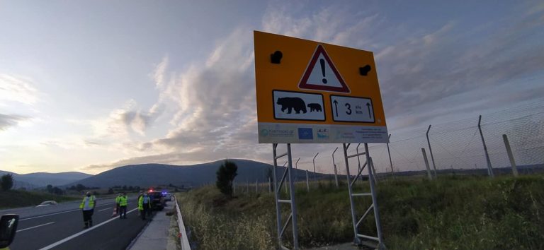 Εγνατία οδός: Τροχαίο με αρκούδα κάτω από προειδοποιητική πινακίδα για “πέρασμα αρκούδων”