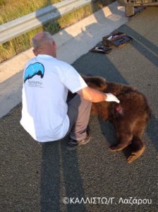 Εγνατία οδός: Επιπλέον μέτρα μετά από τροχαίο με αρκούδα στον κάθετο άξονα Σιάτιστα – Κρυσταλλοπηγή