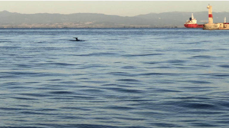 Δύο ζευγάρια μεγαλόσωμων δελφινιών τράβηξαν τα βλέμματα στην παραλία της Θεσσαλονίκης