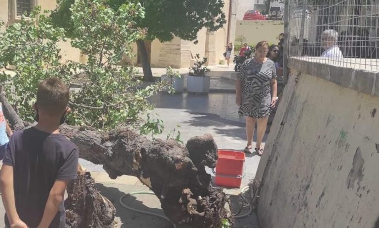 Ηράκλειο: Πτώση δέντρου σε πλατεία γεμάτη από παιδιά – Από τύχη δεν υπήρξαν τραυματισμοί
