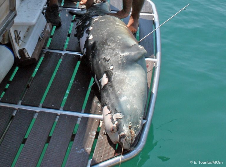 Αλόννησος: Μήνυση κατά παντός υπευθύνου από τον Φορέα Διαχείρισης Θαλάσσιου Πάρκου για τη θανάτωση της φώκιας-μασκότ