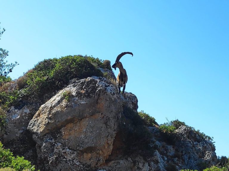 Χανιά: Νεκρά δύο κρι – κρι στα Θοδωρού, σε κατάσταση σοκ από τη ζέστη (βίντεο)