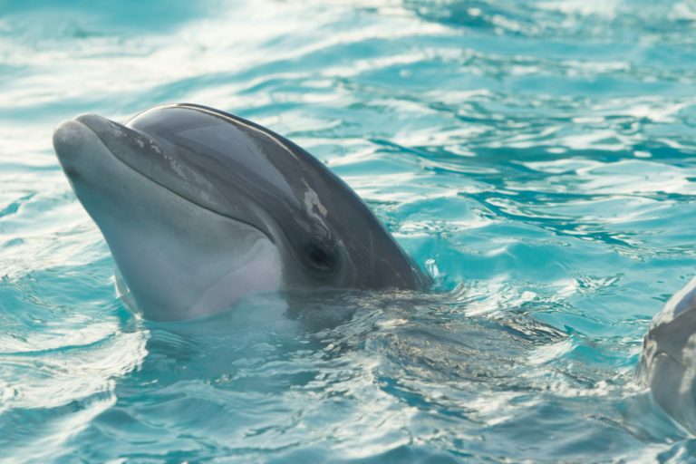 Τα δελφίνια χρειάζονται την προστασία μας – Τι μπορείτε να κάνετε