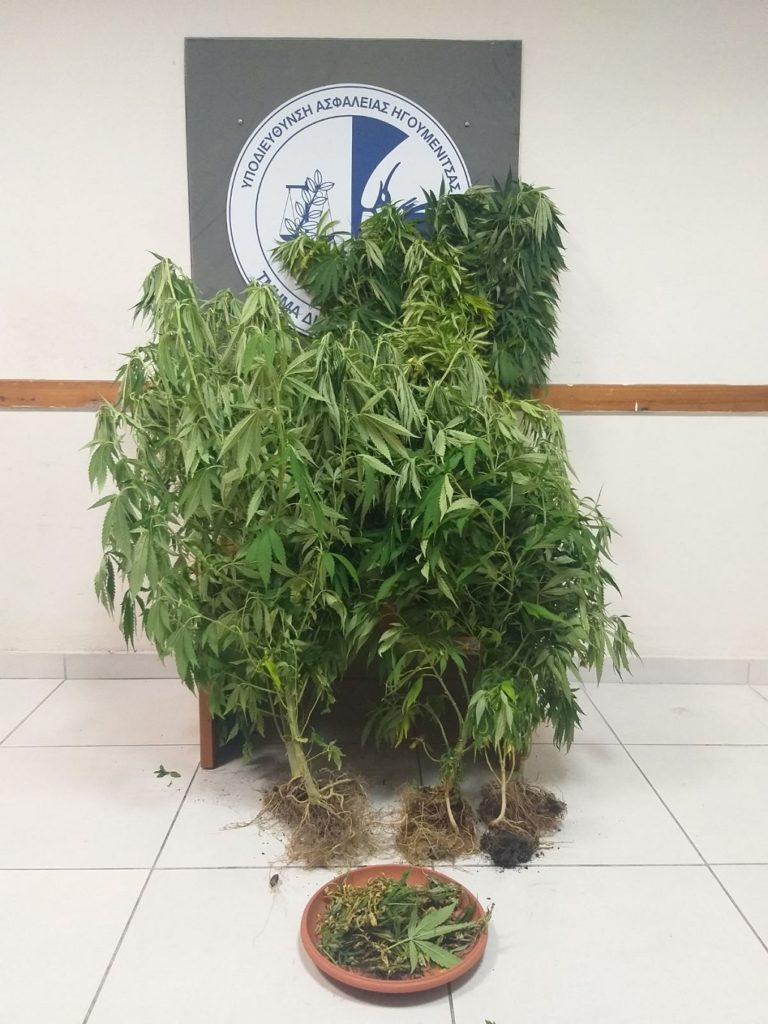 Θεσπρωτία: Καλλιεργούσε ναρκωτικά σε… γλάστρες