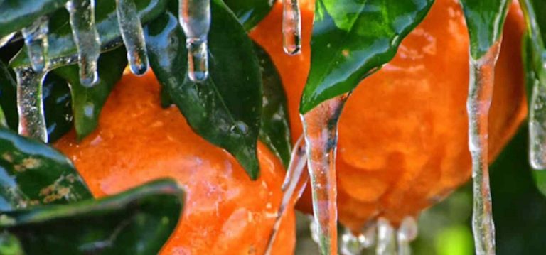 Ο ΕΛΓΑ Ιωαννίνων παρακολουθεί πιθανές επιπτώσεις από τον παγετό στα πορτοκάλια