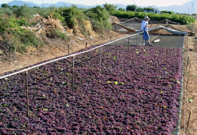 Ηλεία: Τελειωτικό «xτύπημα» από τον καύσωνα στη σταφίδα