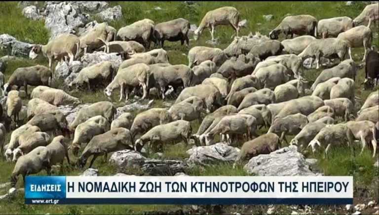 Η ΕΡΤ Ιωαννίνων συνάντησε τους βοσκούς στα Θεοδώριανα της Άρτας (video)