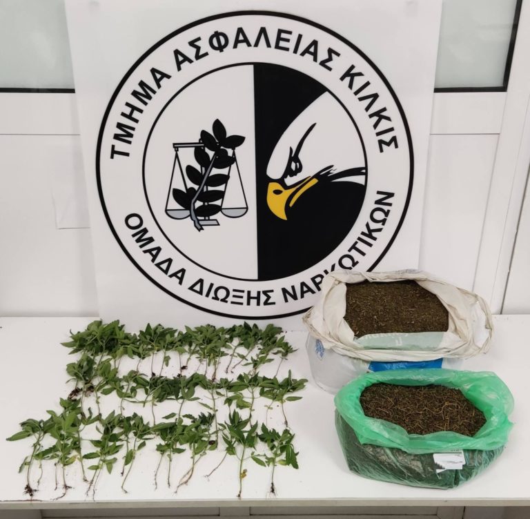 48 δενδρύλλια κάνναβης βρέθηκαν σε αυλή σπιτιού στο Κιλκίς