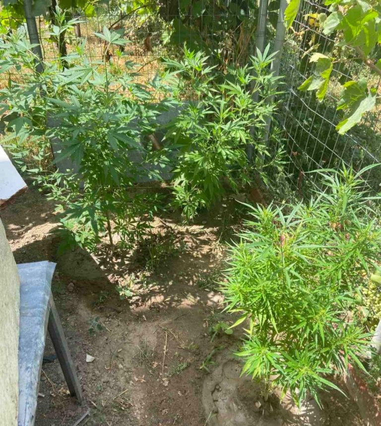 Πιερία: Καλλιεργούσε κάνναβη μέσα στο σπίτι του