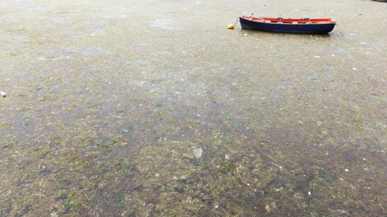 Κομοτηνή: Σύσκεψη για το φυτοπλαγκτόν στο Θρακικό Πέλαγος