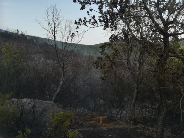 Μαγνησία: Υπό έλεγχο η φωτιά στη Βρύναινα Αλμυρού