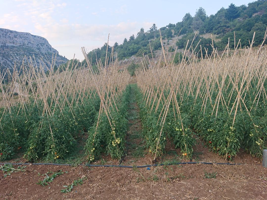 Χαλαζόπτωση και υγρασία “χτύπησαν” τη ντομάτα της Κανδήλας Αρκαδίας