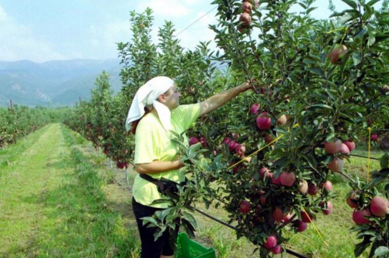 Η έλλειψη εργατικών χεριών πονοκέφαλος για τους παραγωγούς σε Ροδόπη και Ξάνθη